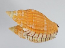 VOLUTA  LYRIA  TULEARENSIS BIG