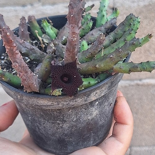 Huernia pendurata - huernia,