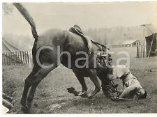 1956 STOCCOLMA XVI Olimpiade - EQUITAZIONE Caduta di Jack BURTON da HUNTINGFIELD