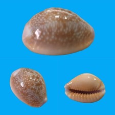 Cypraea helvola hawaiiensis, North Shore, Oahu, Hawaii, 19,8 mm, DELICIOUS