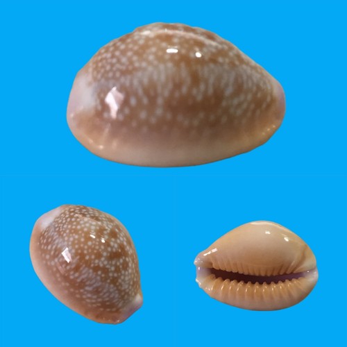 Cypraea helvola hawaiiensis