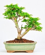 Bonsai di Acero Testa di Leone