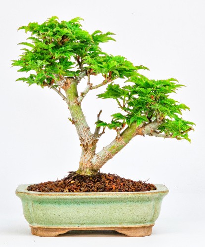 Bonsai acero testa leone - bonsai,