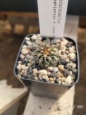 Discocactus bahiensis nova - discocactus,