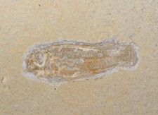 Pesce, Paleochromis
