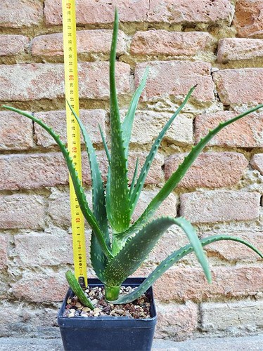 Aloe arborescens vera cm - x,