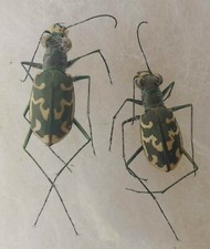 Cicindela trisignata hellenica