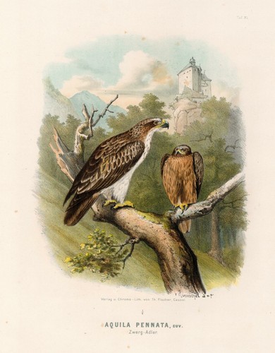 Aquila pennata cuv - pennata,,