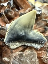 AURORA 1,27” DENTE DI SQUALO