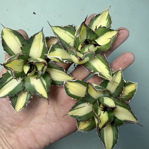 Vendita pezzi rara pianta - vendita,