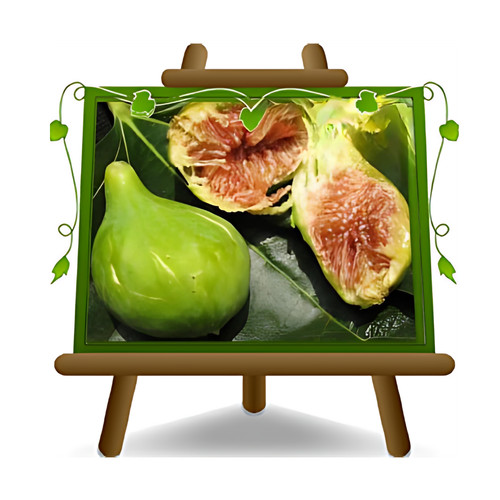 Fico dottato pianta frutto - fico,