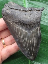 Dente nero del - , megalodonte