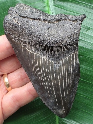 Dente nero del megalodonte