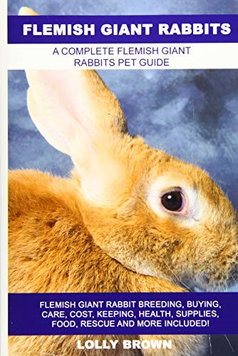 Flemish giant rabbits - giant,