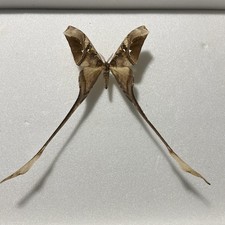 Entomologia copiopteryx - entomologia, *