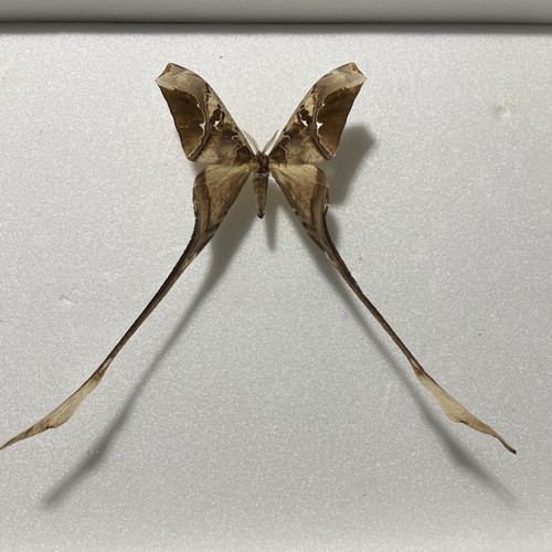 Entomologia copiopteryx - entomologia,