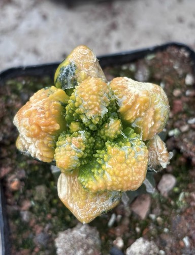 Ariocarpus pianta succulenta