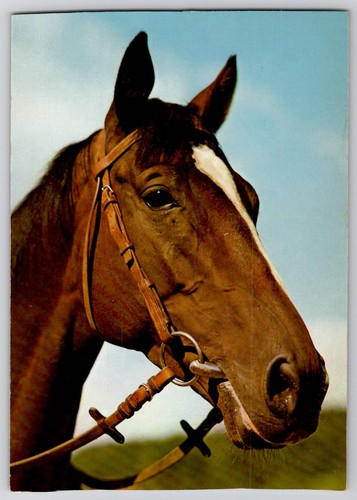 Orgoglioso bellissimo cavallo - orgoglioso,