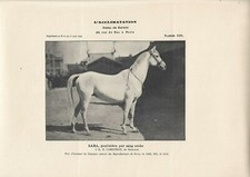Stampa antica fotografica CAVALLA SABA purosangue araba 1912 Antique print horse