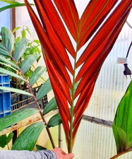 Chambeyronia macrocarpa 'Hookeri', Palma foglia rossa -3°C (27°F) - 2 X semi freschi