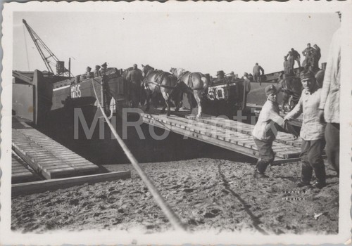 Foto ww2 cavalli - 3,