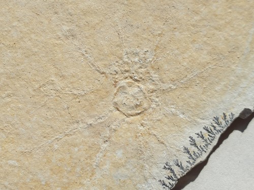 Saccocoma tenella gigli - -,