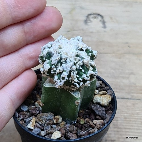Astrophytum myriostigma