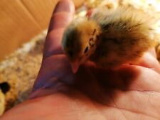  (scrivimi prima) 108 Uova di quaglia fertili