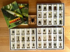 🪲 Collezione 45 Insetti