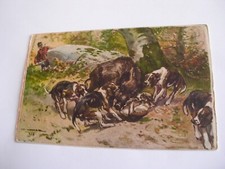 Animali - sport caccia cinghiale cani -  non spedita f. p.  