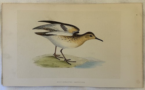 Buff breasted sandpiper - buff-breasted,