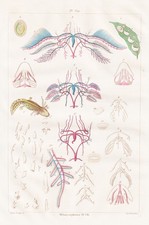 Metamorfosi VII Anfibi