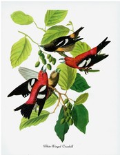 Stampa libro d'arte Audubon