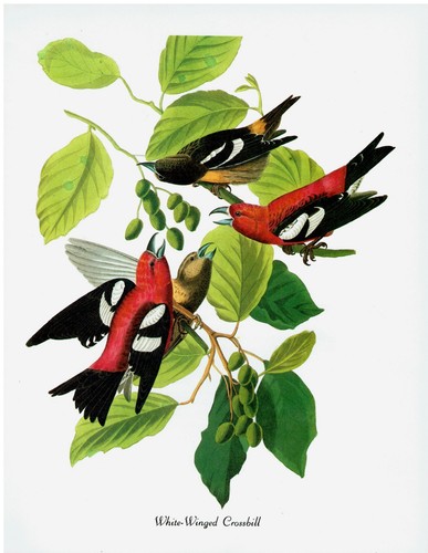 Stampa libro arte audubon - d'arte,
