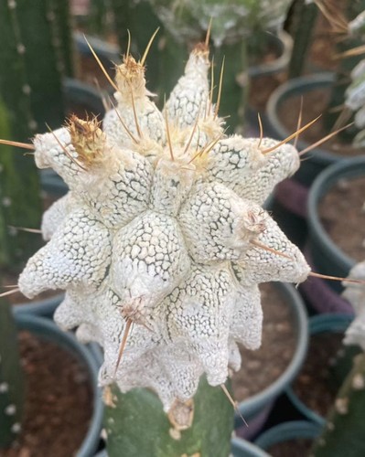 Pianta succulenta astrophytum - succulenta,