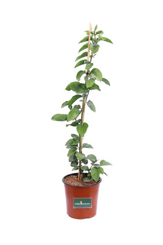 Pianta vera gelsomino - pianta, di