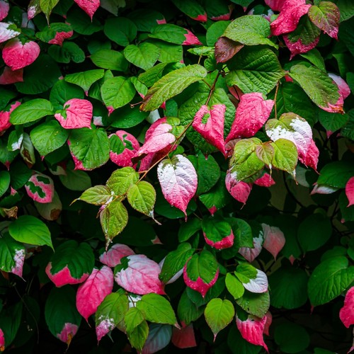 Actinidia szymanowski - actinidia, dr.