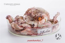 024 STUDIO Cthulhu Polpo