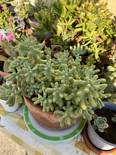 Piante grasse - piante,