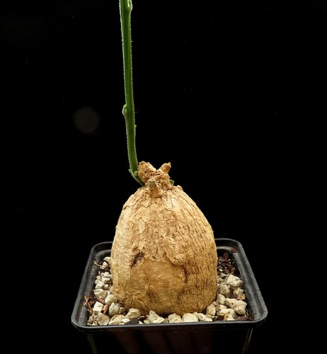 Odosicyos bosseri caudex del - odosicyos,