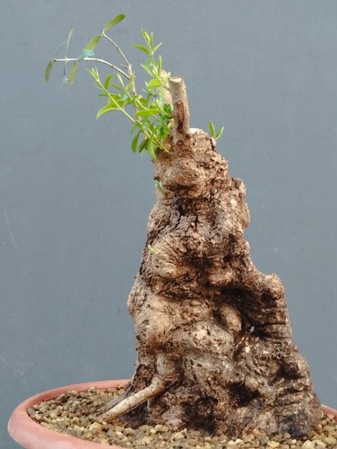 Bonsai olivastro 30x20cm - bonsai,