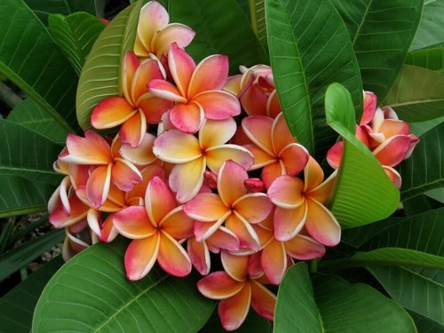 Semi plumeria penang - 4, di