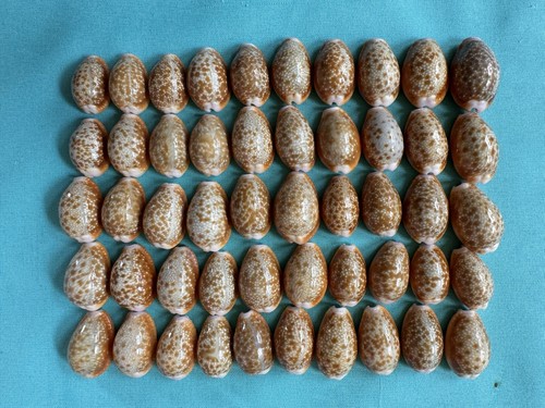 Pezzi cypraea helvola - 50, helvola,