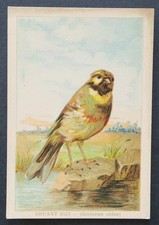 Immagine cromata BRUANT ZIZI