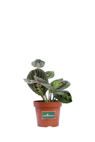 Pianta maranta fascinator - pianta,