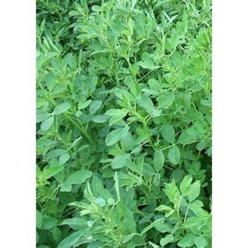 Semi erba medica - erba,