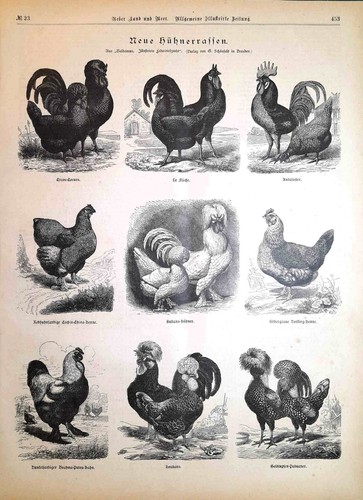 Stampa antica galli galline - stampa,