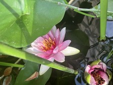 Offerta Di 3 rizomi Di