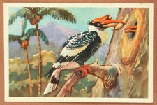 Bicornuate Kalao Bird dalle