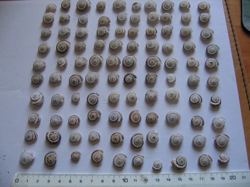 100 mini casette per lumache